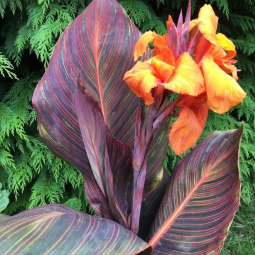 Canna Tropicana - Andaloucia - Kannavirág