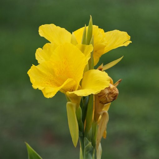 Canna Yellow King Humbert - Kannavirág