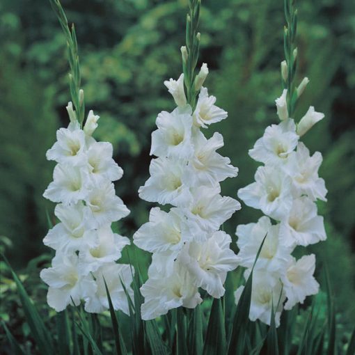 Gladiolus Amsterdam - Kardvirág