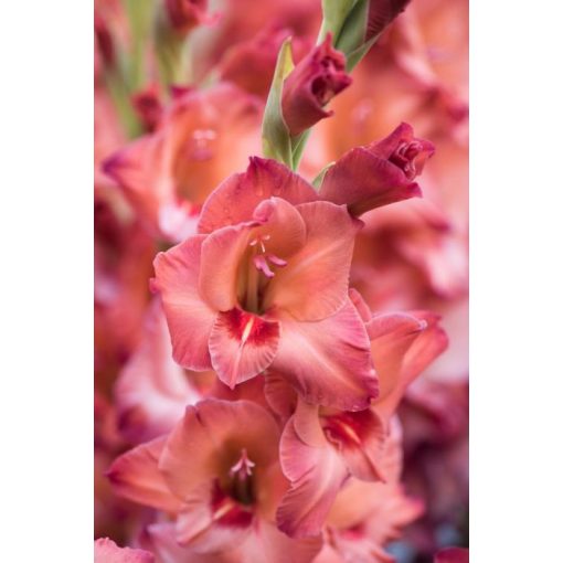 Gladiolus Antica (12/+) - Kardvirág