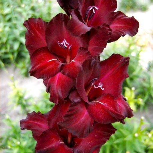 Gladiolus Azuro - Kardvirág