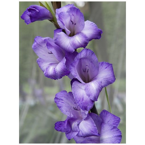 Gladiolus Blue Isle - Kardvirág
