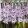 Gladiolus Blue Tropic - Kardvirág