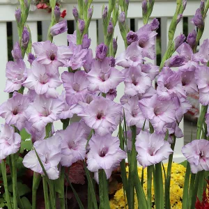 Gladiolus Blue Tropic - Kardvirág