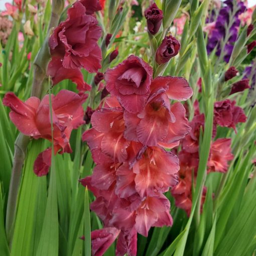 Gladiolus Chocolate - Kardvirág