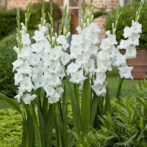 Gladiolus Essential - Kardvirág