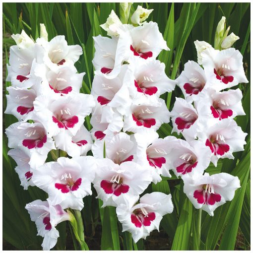 Gladiolus Fiorentina - Kardvirág