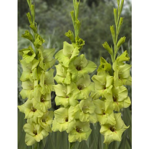 Gladiolus Green Star - Kardvirág