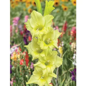 Gladiolus Kio - Kardvirág