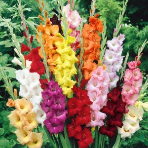 Gladiolus Large Flowering Mix - Kardvirág