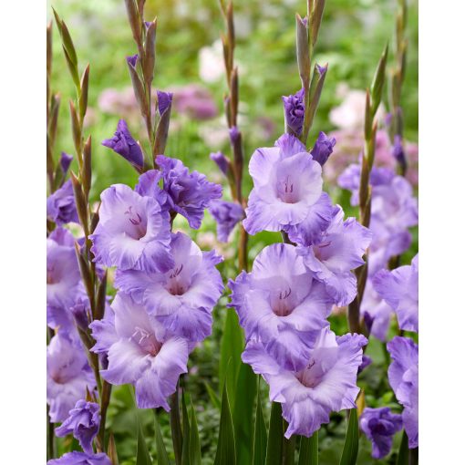 Gladiolus Milka