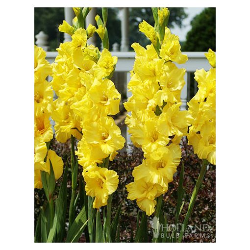 Gladiolus Nova Lux - Kardvirág