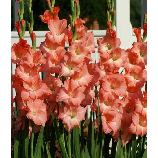 Gladiolus Oasis - Kardvirág