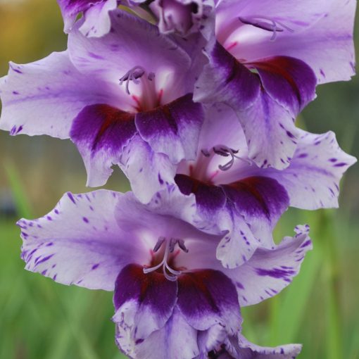 Gladiolus Passos - Kardvirág