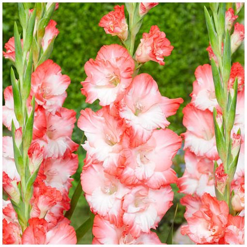 Gladiolus Pink Lady - Kardvirág