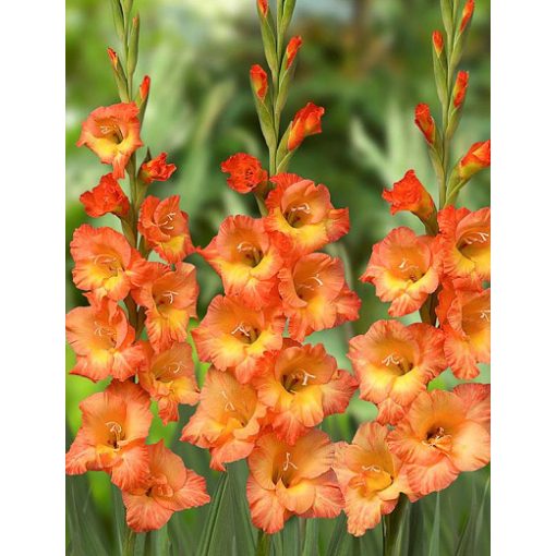 Gladiolus Prince of Orange - Kardvirág