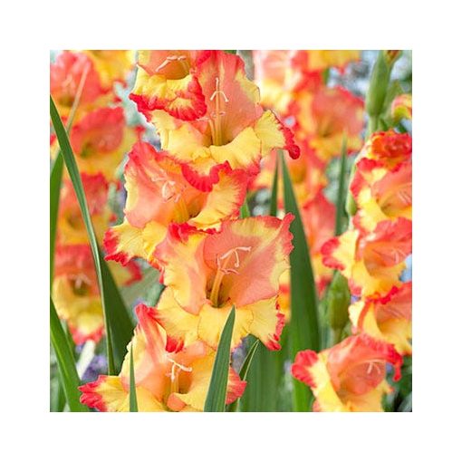 Gladiolus Princess Margaret Rose - Kardvirág