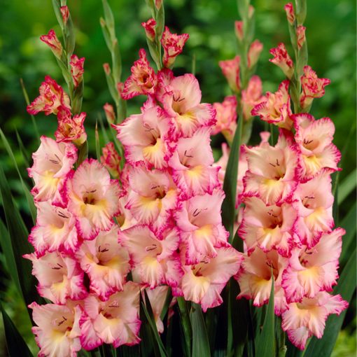 Gladiolus Priscilla - Kardvirág