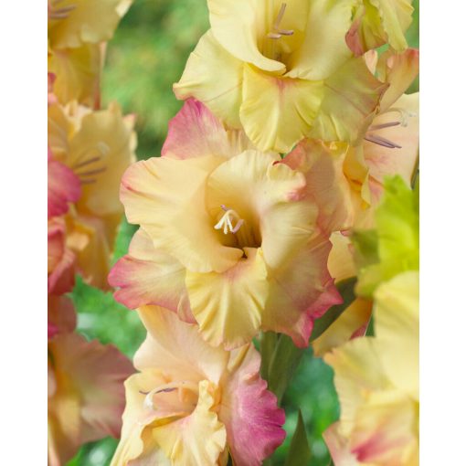 Gladiolus Shooter (12/+) - Kardvirág