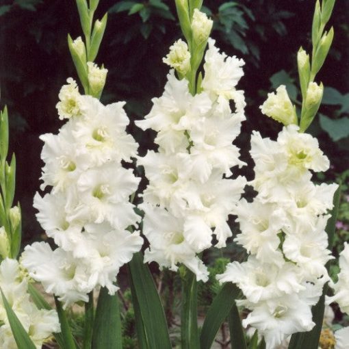 Gladiolus Snowy Ruffle - Kardvirág