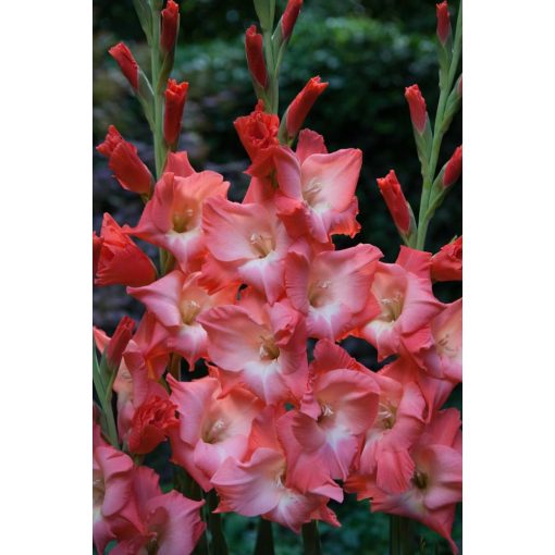 Gladiolus Sogno - Kardvirág