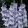 Gladiolus Triton (12/+) - Kardvirág