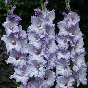 Gladiolus Triton (12/+) - Kardvirág