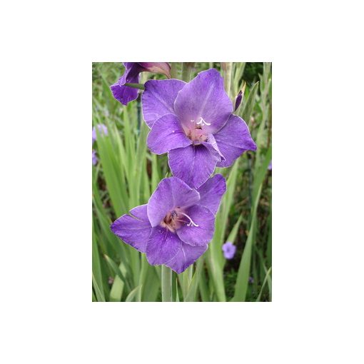 Gladiolus Violetta (12/+) - Kardvirág