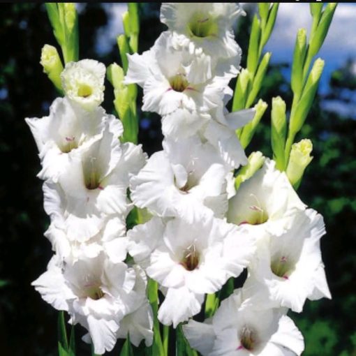 Gladiolus White Friendship (12/+) - Kardvirág