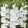 Gladiolus White Prosperty - Kardvirág