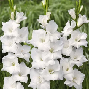 Gladiolus White Prosperty - Kardvirág
