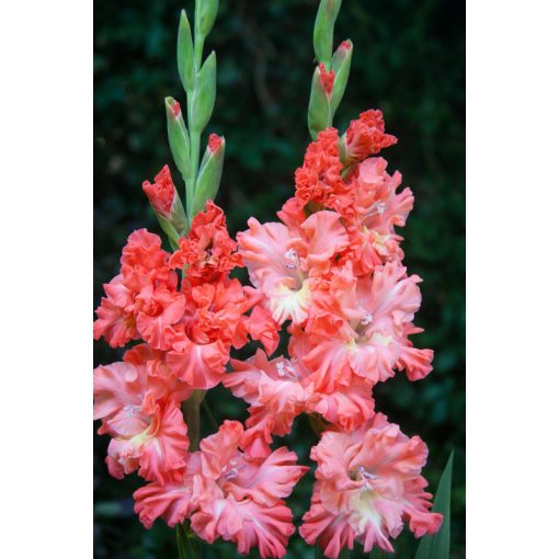 Gladiolus You Two Frizzle - Kardvirág