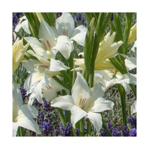 Gladiolus colvillei Albus - Kardvirág