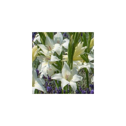 Gladiolus colvillei Albus - Kardvirág