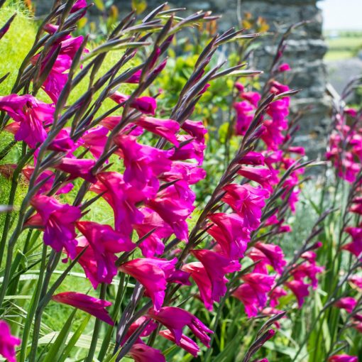 gladiolus-communis-Byzantinus