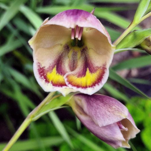 Gladiolus papilio - Kardvirág