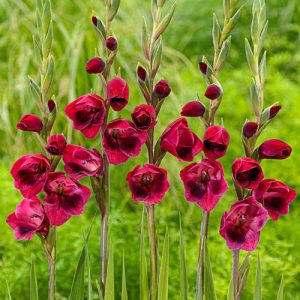 Gladiolus papilio Ruby - Kardvirág