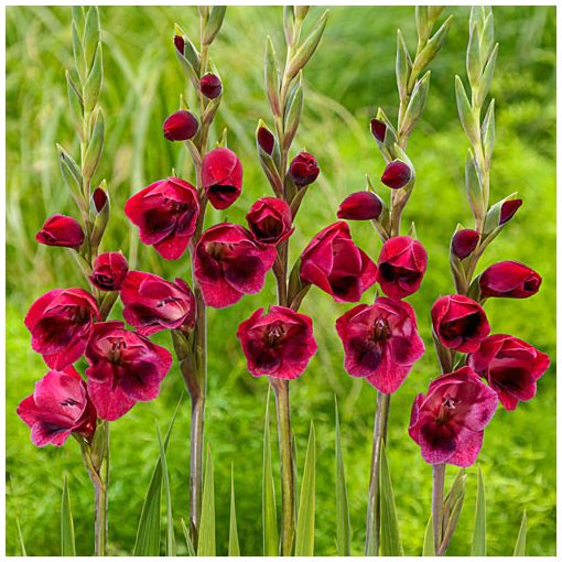 Gladiolus papilio Ruby - Kardvirág