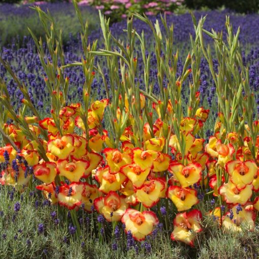Gladiolus primulinus Las Vegas - Kardvirág
