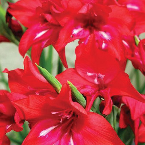 gladiolus-ramosus-Robinetta