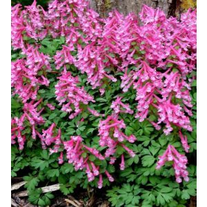 Corydalis solida Beth Evans - Keltike