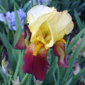 Iris germanica Accent - Kerti nőszirom