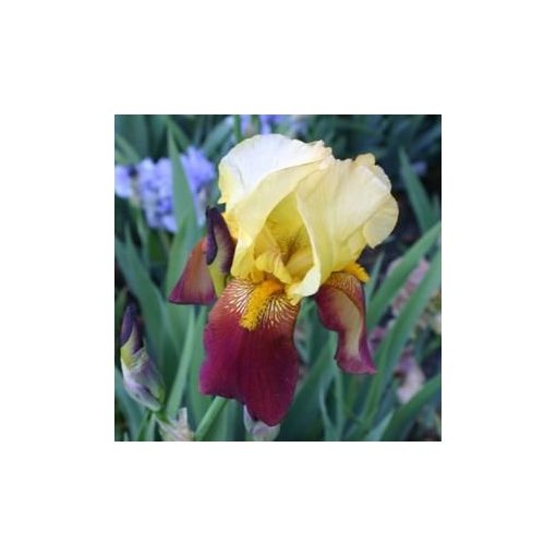 Iris germanica Accent - Kerti nőszirom