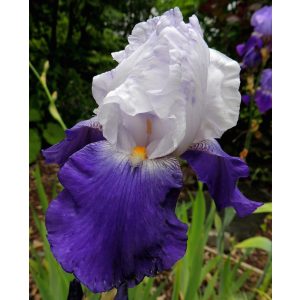 Iris germanica Arpege - Kerti nőszirom