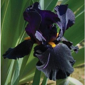 Iris germanica Black Night - Kerti nőszirom