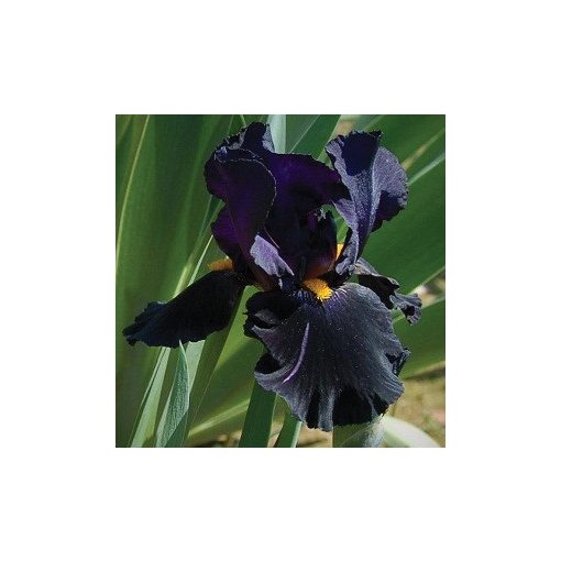 Iris germanica Black Night - Kerti nőszirom