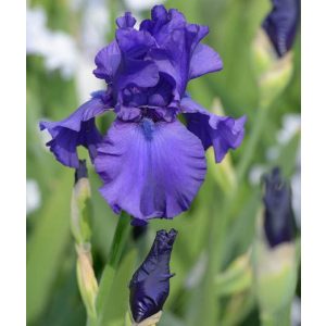 Iris germanica Dudky Challenger - Kerti nőszirom