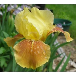 Iris germanica Golden Muffin - Kerti nőszirom