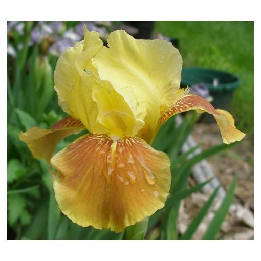 Iris germanica Golden Muffin - Kerti nőszirom