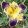 Iris germanica Nibelungen - Kerti nőszirom